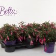 Bella Fuchsia Evita