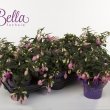 Bella Fuchsia Mariska
