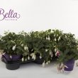 Bella Fuchsia Nora
