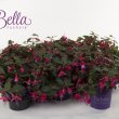Bella Fuchsia Sarah