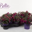 Bella Fuchsia Soila
