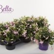 Bella Fuchsia Sophia