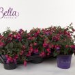 Bella Fuchsia Susanna