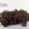 Bella Fuchsia Vera