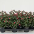 Fuchsia Beacon