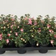 Fuchsia Elma
