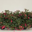 Fuchsia Hang Dollar Princes