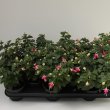Fuchsia Krommenie 