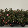 Fuchsia Patio Princes