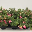 Fuchsia Paula Jane 