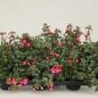 Fuchsia Ringwood Market