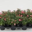 Fuchsia Tiny 