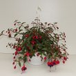 Fuchsia Hang Dollar Princes Hangpot