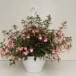 Fuchsia Elma Hangpot