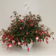 Fuchsia Patio Princess Hangpot