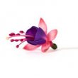 Bella Fuchsia