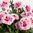 Dianthus