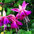 Fuchsia