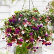 Hangpot Fuchsia