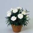 Dianthus Dinah 