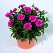 Dianthus Oscar