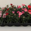 Dianthus Mix