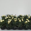 Dianthus Luna