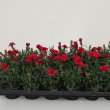 Dianthus Oscar Dark Red