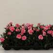 Dianthus Oscar Pink