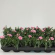 Dianthus Oscar Pink Purple