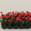 Dianthus Oscar Red