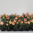 Dianthus Sorbet