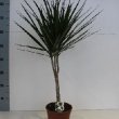 Dracaena Marginata Enkel