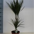 Dracaena Magenta 30 - 10