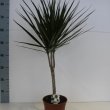 Dracaena Magenta Enkel