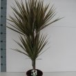 Dracaena Bicolor 30 - 10