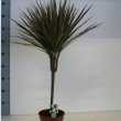 Dracaena Bicolor Enkel