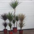 Dracaena Marginata Toeven