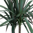 Dracaena
