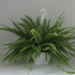 Nephrolepis Green Lady