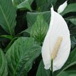Spathiphyllum
