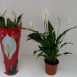 Spathiphyllum Sweet
