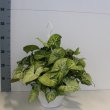 Syngonium Arrow